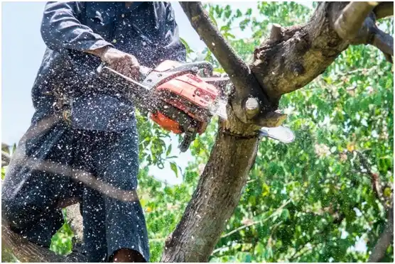 tree services Buffalo Springs